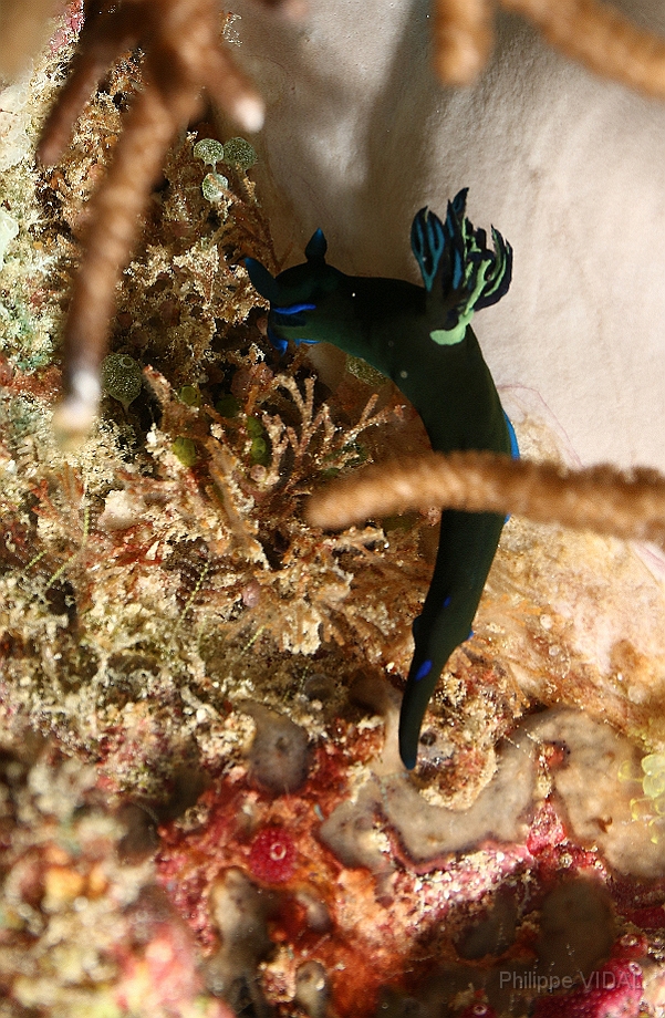 Raja Ampat 2016 - Tambja morosa - Gloomy Tambja - Nudibranche - IMG_5550_rc.jpg